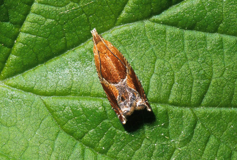 Tortricidae da confermare 4 - Ancylis obtusana